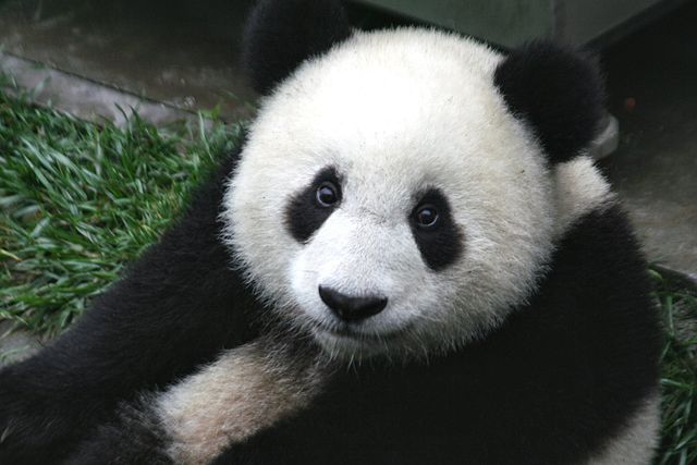 640px-panda_cub_from_wolong_sichuan_china