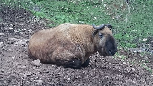 640px-Takin_Bhutan_1